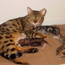 Dreamcoats Bengals - Pet Breeders