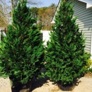 Discount Evergreens - Landscape Designers & Consultants