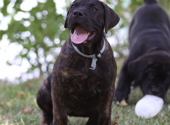 Cabeza Grande Kennel - Pocahontas, IL