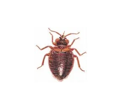 Novopest Professional Pest Management