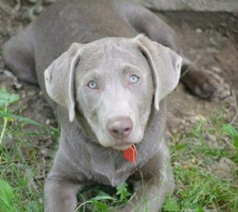 Moran's Mountain Kennel - Murphy, NC. RENO