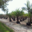 Medallion Trees Farms