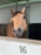 Ultimate Horse Transport - Horse Transport