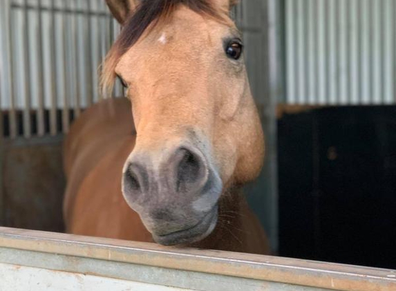 Ultimate Horse Transport - Sydney, NSW. Precious girl enjoying her stop over at Ultimate