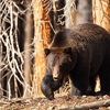 Jackson Hole Grand Expeditions gallery