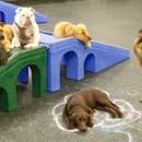 Dogtopia - Dog Day Care