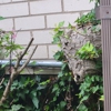 Pest Quest Solutions gallery