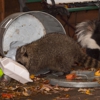 Go2-Pos Pest Control gallery