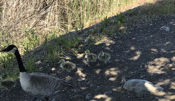 Los Gatos Creek County Park - Campbell, CA