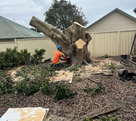 Central Coast Tree Removal - Kanwal, NSW