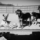 TailWaggers of De Pere - Kennels