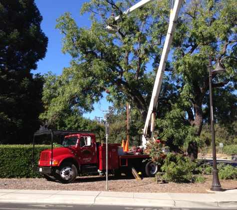 McMillan Tree Services - Chico, CA