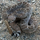 Sonoran Desert Reptiles - Pest Control Services