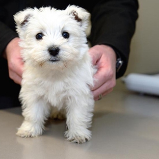Peninsula Vet Care - Rye, VIC