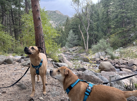 Cosmic Dog Training & Interspecies Learning - Lafayette, CO. Koda & Leo