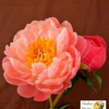 Alaska Peony Distributors gallery