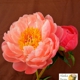 Alaska Peony Distributors