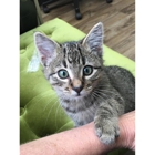Roxy Ann Veterinary Hospital