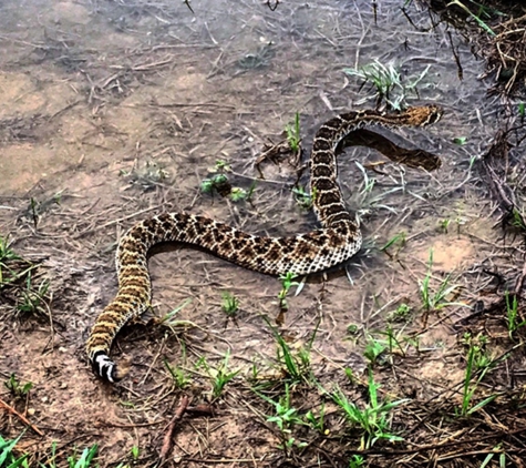 Critter Control of West Texas