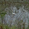 Lorain County Metro Parks gallery