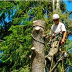 TDR Tree Services