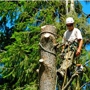 TDR Tree Services