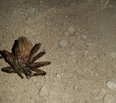 North Sydney Pest Management - Willoughby, NSW