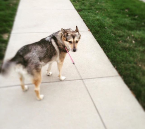 Furry Friend Sleepovers - Leavenworth, KS