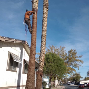 Pedro Lopez Tree Service - Palmdale, CA