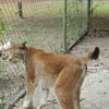 Bear Creek Feline Center gallery