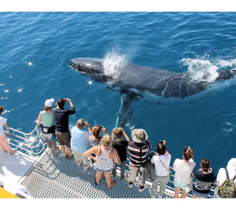 Spirit Of Hervey Bay Whale Watching - Urangan, QLD