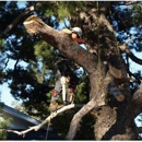 One Tripp Tree Service - Stump Removal & Grinding