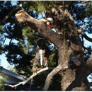 One Tripp Tree Service - Tree Service