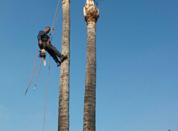 DANIEL'S TREE SERVICES - Baldwin park, CA. Palm trimming