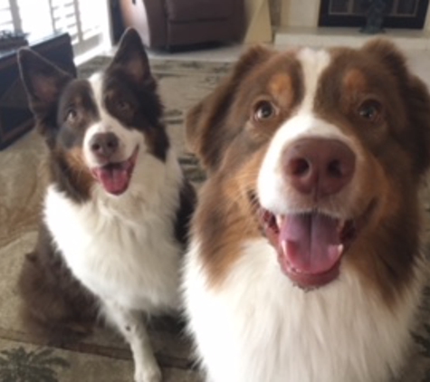 Pet Concierge Tampa Bay Dog Walking & Pet Sitting - Seminole, FL. Flame & Brandi