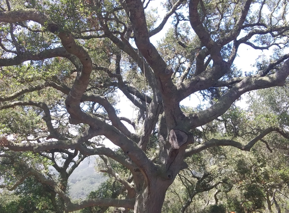 Nonella's Tree Service - Pacific Grove, CA