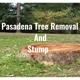 Pasadena Tree Removal and Stump