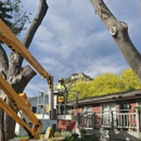 Stockyard Tree Service - Tree Service