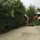 Elenes Tree Service - Tree Service