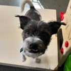 Pet Dynasty: Boarding  Daycare  Grooming & Training Academy