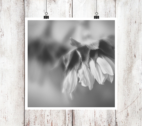 Shutter Tree Photography - Fine Art Photography Prints, Home Decor & Gifts - East Canton, OH