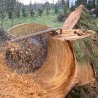 Environmental Tree Care Inc.