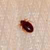 StrongArm Pest Control gallery