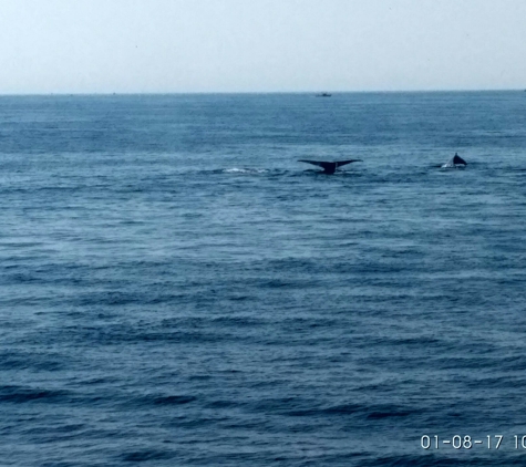 Hyannis Whale Watcher Cruises - Barnstable, MA