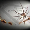 Brown Reclusinator & Bed Buginator Pest-Termite-Wildlife Control gallery