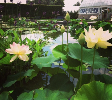 The New York Botanical Garden - Bronx, NY. Lotus ponds. Gorgeous!