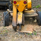 Fort Lauderdale Tree Service