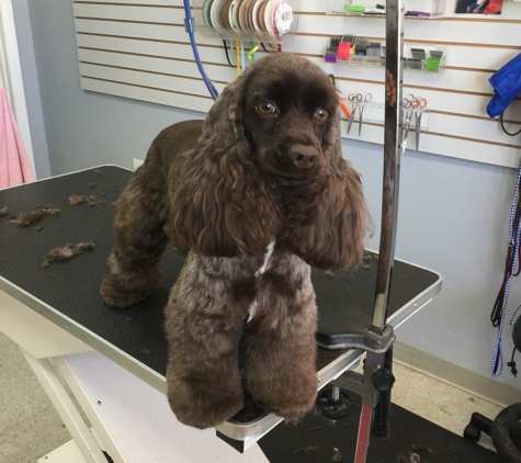 All Paws Pet Grooming - Cleveland, OH