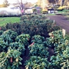 Bear Creek Nursery Rhododendrons gallery