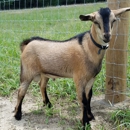 Gratitude Goats - Ranches